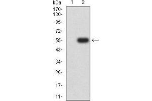 Western blot analysis using SOX11 mAb against HEK293 (1) and SOX11 (AA: 1-250)-hIgGFc transfected HEK293 (2) cell lysate.