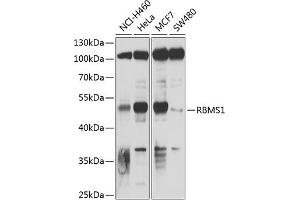 Western blot analysis of extracts of various cell lines, using RBMS1 antibody (ABIN6128636, ABIN6146791, ABIN6146792 and ABIN6220045) at 1:1000 dilution.
