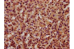 IHC image of ABIN7145654 diluted at 1:600 and staining in paraffin-embedded human adrenal gland tissue performed on a Leica BondTM system. (FAM5C antibody  (AA 389-487))