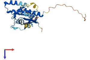 RAB, Member of RAS Oncogene Family-Like 3 (RABL3) (AA 1-236) protein (His tag)