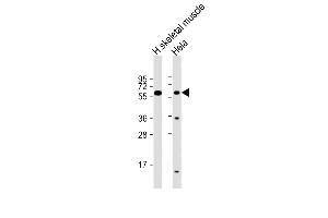 All lanes : Anti-SLC29A2 Antibody (N-Term) at 1:2000 dilution Lane 1: human skeletal muscle lysate Lane 2: Hela whole cell lysate Lysates/proteins at 20 μg per lane. (SLC29A2 antibody  (AA 1-31))