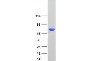 Validation with Western Blot