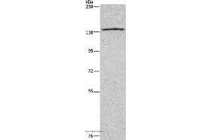 Western blot analysis of LoVo cell, using ITGAE Polyclonal Antibody at dilution of 1:550 (CD103 antibody)