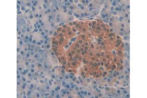 IHC-P analysis of pancreas tissue, with DAB staining. (Aquaporin 8 antibody  (AA 129-228))