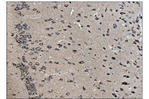 IHC analysis of VAMP4 using anti-VAMP4 antibody (ABIN7598962).