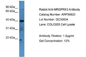 WB Suggested Anti-MRGPRX3  Antibody Titration: 0. (MRGPRX3 antibody  (C-Term))