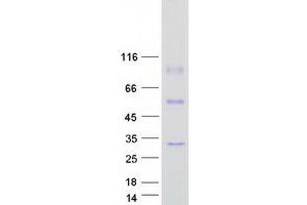METTL7A Protein (Myc-DYKDDDDK Tag)