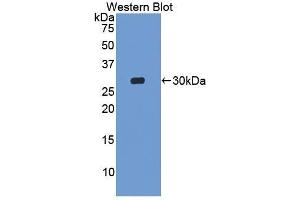 Detection of Recombinant MIB2, Mouse using Polyclonal Antibody to Mindbomb Homolog 2 (MIB2) (MIB2 antibody  (AA 546-784))