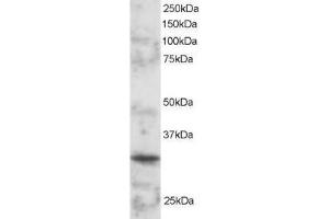 Image no. 1 for anti-POU Class 2 Associating Factor 1 (POU2AF1) (AA 243-256) antibody (ABIN297493) (POU2AF1 antibody  (AA 243-256))