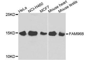 Western blot analysis of extracts of various cell lines, using FAM96B antibody. (FAM96B antibody  (AA 1-163))