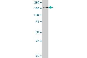 SUPT16H antibody  (AA 608-715)