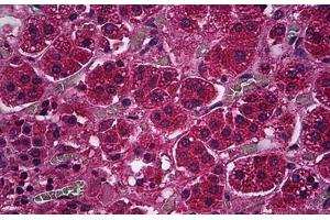 Human Adrenal Cortex: Formalin-Fixed, Paraffin-Embedded (FFPE) (PDE9A antibody)