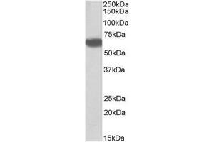 Staining of Human Liver lysate using Biotinidase antibody at 0. (BTD antibody  (Internal Region))