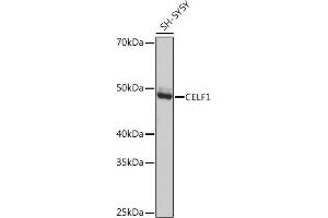 Western blot analysis of extracts of SH-SY5Y cells, using CELF1 Rabbit mAb (ABIN3021556, ABIN3021557, ABIN3021558, ABIN1512841 and ABIN1514019) at 1:1000 dilution. (CELF1 antibody)