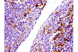 IHC image of ABIN7127278 diluted at 1:100 and staining in paraffin-embedded human tonsil tissue performed on a Leica BondTM system. (Recombinant CD31 antibody)