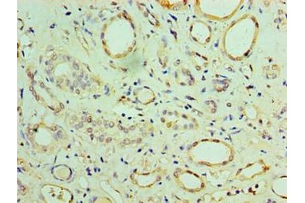 CHCHD4 antibody  (AA 1-142)