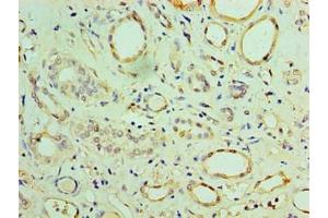 Immunohistochemistry of paraffin-embedded human adrenal gland tissue using ABIN7159923 at dilution of 1:100 (CHCHD4 antibody  (AA 1-142))