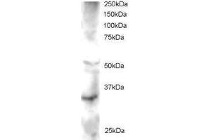 Image no. 1 for anti-Frequently Rearranged in Advanced T-Cell Lymphomas 2 (FRAT2) (AA 220-233) antibody (ABIN290561) (FRAT2 antibody  (AA 220-233))
