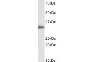 Western Blotting (WB) image for anti-Proliferating Cell Nuclear Antigen (PCNA) (Internal Region) antibody (ABIN2465140) (PCNA antibody  (Internal Region))