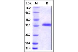 Biotinylated Mouse IgG2a Fc, Tag Free on SDS-PAGE under reducing (R) condition.