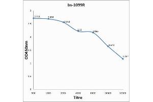 Antigen: 0. (CAPN1 antibody  (AA 625-713))