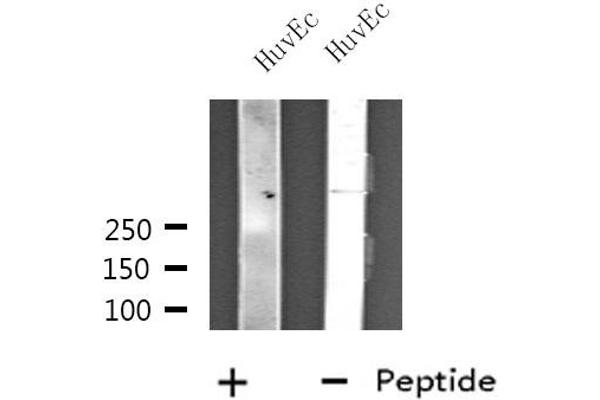 ZNF292 antibody  (Internal Region)