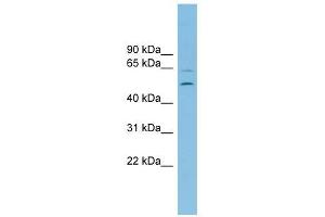 C2orf30 antibody used at 1 ug/ml to detect target protein. (C2orf30 antibody  (Middle Region))