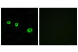 Immunofluorescence (IF) image for anti-Guanylate Binding Protein 1, Interferon-Inducible (GBP1) (Internal Region) antibody (ABIN1850389) (GBP1 antibody  (Internal Region))