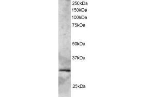 Image no. 1 for anti-SYF2 Homolog, RNA Splicing Factor (SYF2) (AA 189-201) antibody (ABIN292140) (SYF2 antibody  (AA 189-201))