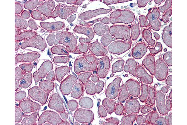 DCST1 antibody  (C-Term)