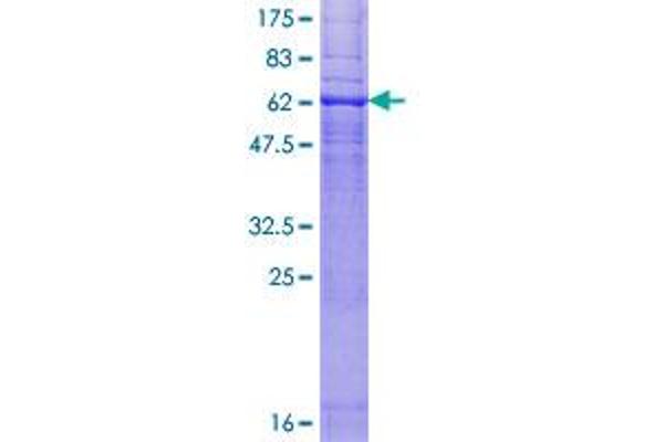 CNR2 Protein (AA 1-360) (GST tag)