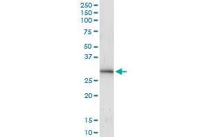 Immunoprecipitation (IP) image for anti-Inhibitor of Growth Family, Member 4 (ING4) (AA 1-249) antibody (ABIN526498)