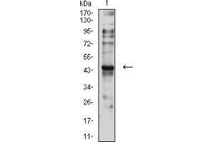 Western blot analysis using CD197 mouse mAb against C6 (1) cell lysate.