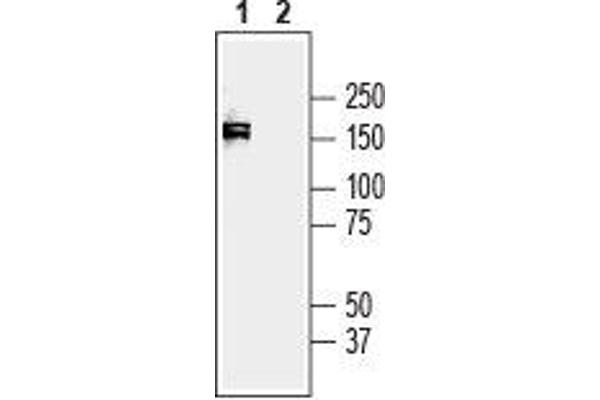 Plexin A3 antibody  (Extracellular, N-Term)