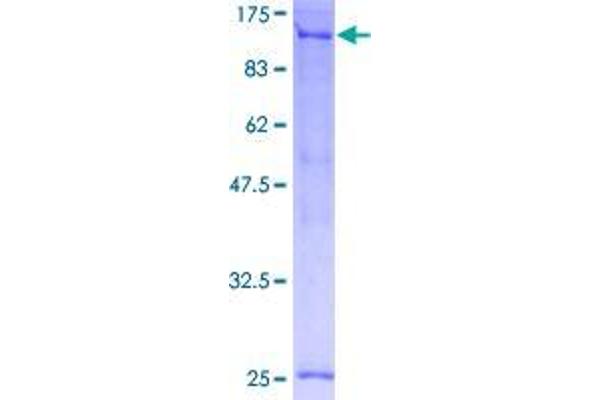 TFIP11 Protein (AA 1-837) (GST tag)
