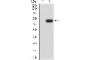 Western blot analysis using DNMT1 mAb against HEK293 (1) and DNMT1 (AA: 1317-1616)-hIgGFc transfected HEK293 (2) cell lysate. (DNMT1 antibody  (AA 1317-1616))