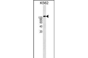 ABCB1 Antibody  (ABIN1538560 and ABIN2840587) western blot analysis in K562 cell line lysates (35 μg/lane). (ABCB1 antibody  (AA 647-677))