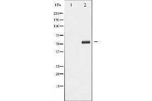 Western blot analysis of PDCD4 phosphorylation expression in HepG2 whole cell lysates,The lane on the left is treated with the antigen-specific peptide. (PDCD4 antibody  (pSer67))