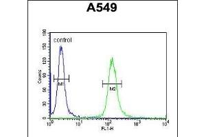 LOH12CR1 Antibody (C-term) (ABIN651991 and ABIN2840485) flow cytometric analysis of A549 cells (right histogram) compared to a negative control cell (left histogram).