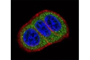 Confocal immunofluorescent analysis of HES1 antibody with HeLa cells followed by Alexa Fluor 488-conjugated goat anti-rabbit lgG (green). (HES1 antibody  (AA 9-38))