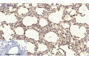 Immunohistochemical analysis of paraffin-embedded mouse lung tissue.