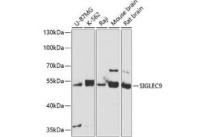 Western blot analysis of extracts of various cell lines, using SIGLEC9 antibody (ABIN6130709, ABIN6147768, ABIN6147769 and ABIN6220726) at 1:3000 dilution. (SIGLEC9 antibody  (AA 210-340))