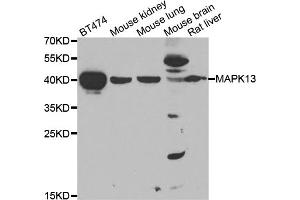 Western blot analysis of extracts of various cell lines, using MAPK13 antibody (ABIN4904302) at 1:1000 dilution. (MAPK13 antibody)
