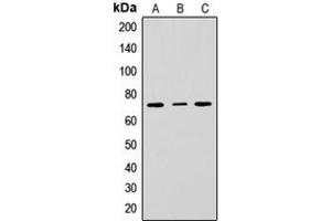 Western blot analysis of CD229 expression in HepG2 (A), Raw264. (LY9 antibody  (Center))