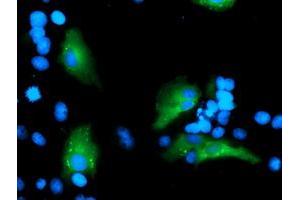 Anti-MLF1 mouse monoclonal antibody (ABIN2455801) immunofluorescent staining of COS7 cells transiently transfected by pCMV6-ENTRY MLF1 (RC202774). (MLF1 antibody)