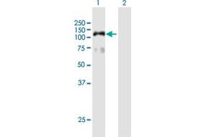 Western Blot analysis of HIRA expression in transfected 293T cell line by HIRA MaxPab polyclonal antibody. (HIRA antibody  (AA 1-1017))