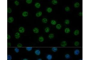 Immunofluorescence analysis of L929 cells using GTF2B Polyclonal Antibody at dilution of 1:100 (40x lens). (GTF2B antibody)