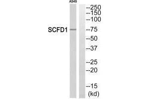 Western blot analysis of extracts from A549 cells, using SCFD1 antibody. (SCFD1 antibody  (C-Term))