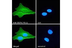 (ABIN185339) Immunofluorescence analysis of paraformaldehyde fixed U2OS cells, permeabilized with 0. (PD-L1 antibody  (C-Term))