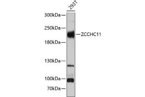 ZCCHC11 antibody  (AA 1-290)